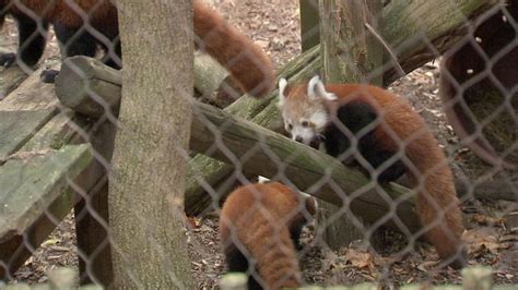 Red Panda Cubs Make Philadelphia Zoo Debut Need Names 6abc Philadelphia
