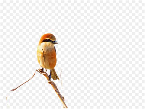 Millions of high quality free png images, psd, ai and eps files are available. Kutilang, Eropa Robin, Burung gambar png