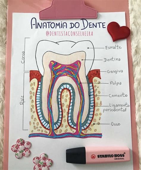Pin Em Anatomía Dental