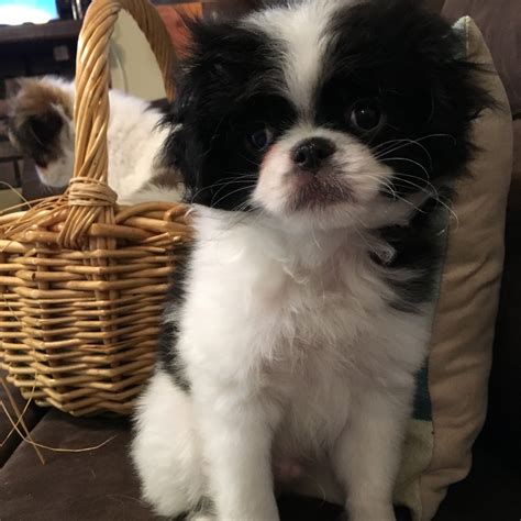 Or are you possibly considering a trip to ohio in the near future? Japanese Chin Puppies For Sale | Bradenton, FL #305111