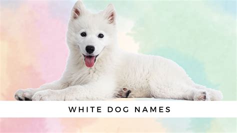 Những Cái Tên Cho Chó Cưng Cute Dog Indian Names Phù Hợp Cho Bất Kỳ