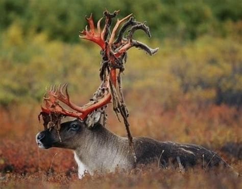 Whitetail Deer Shedding The Velvet On Its Antlers Natureismetal