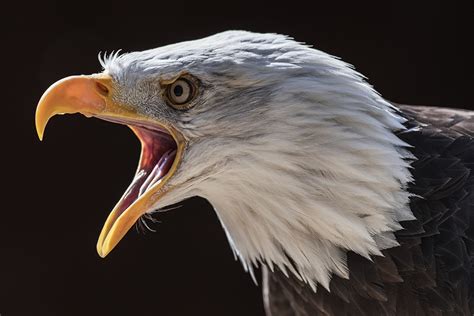 Pictures Birds Eagles Beak Head Animal