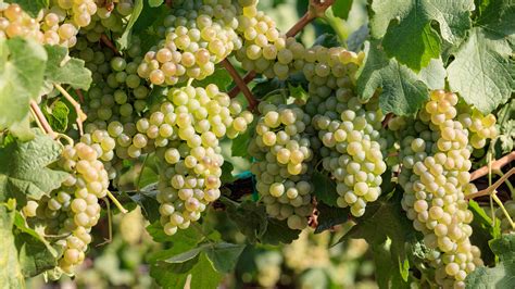 Chenin Blanc Grape Variety Guide Wine Guide Virgin Wines