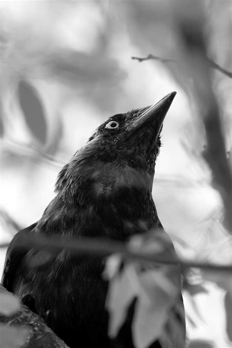 Blackbird Wildlife Bird Animal Nature Black Crow Feather