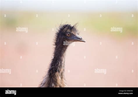 Emu Dromaius Novaehollandiae In Outback Nsw Australia Stock Photo