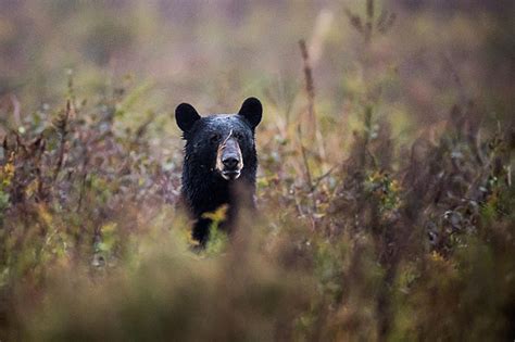 Its Feeding Time For Michigan Black Bears