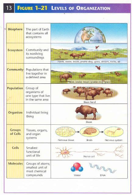 Levels Of Biological Organization Worksheet