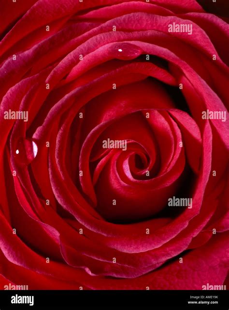 Red Rose With Dewdrop Flower Stock Photo Alamy