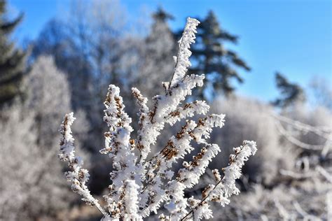 Free Images Landscape Tree Nature Forest Branch Snow Cold