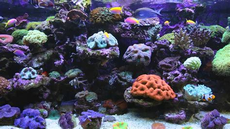 Fish Tank Aquarium Desktop Background Aquarium