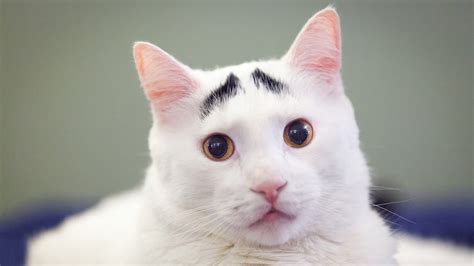 Raising Eyebrows Cute Cat Becomes Viral Sensation Youtube