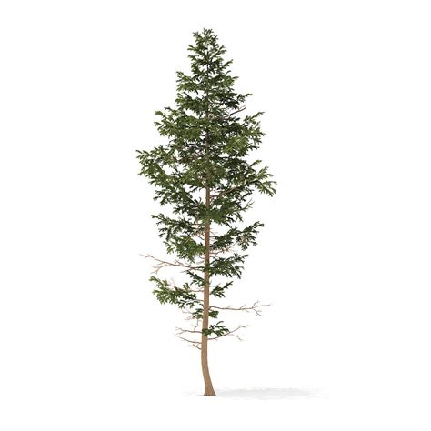 Pine Tree 14m 3d Model Max Obj Fbx C4d