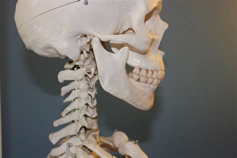 Free Images Statue Human Skull Bone Close Up Face Sculpture