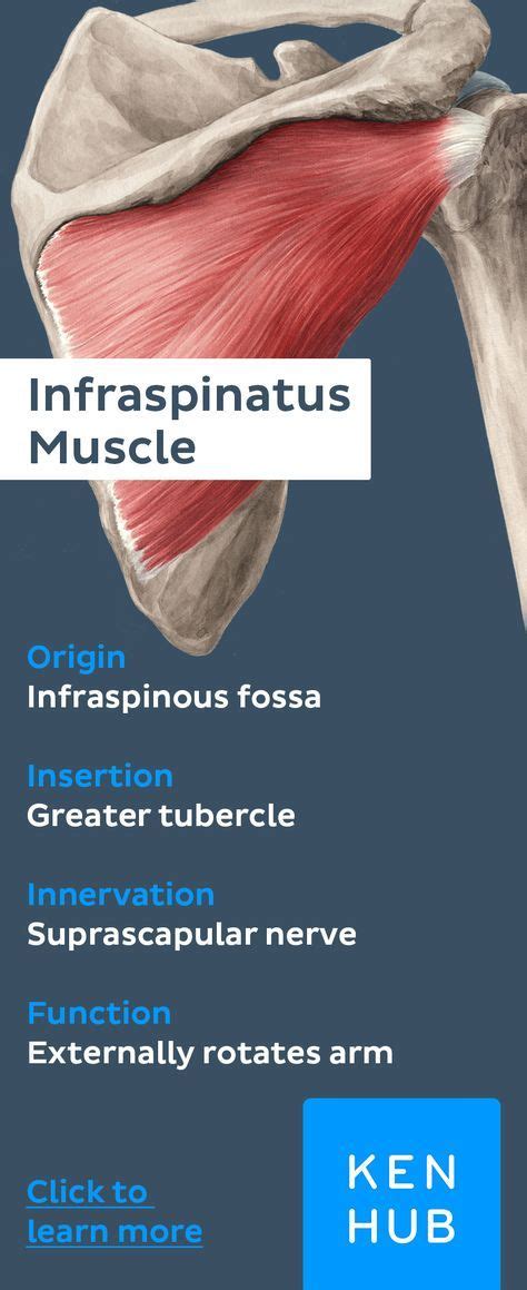 Rotator Cuff Infraspinatus Muscle Shoulder Anatomy Muscle Anatomy