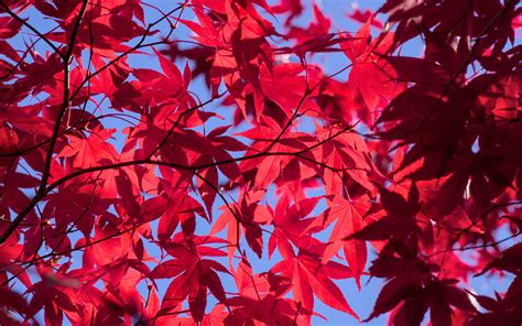 Download Wallpaper 3840x2400 Leaves Branches Maple Autumn Sky 4k