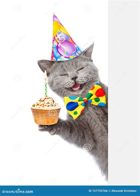 Happy Cat In Birthday Hat With Cupcake Holding A Pointing Stick And
