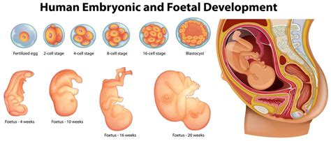 Diagram Showing Human Embryonic And Foetal Development Vector