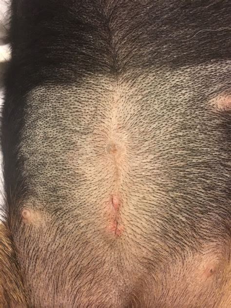 Canine Spay Surgery Was Performed About Eight Days Ago There Is A Hard Lump Below The Incision