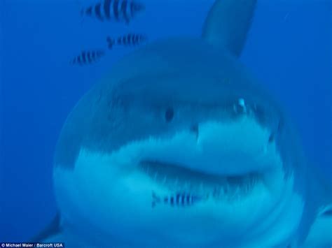 video shows 20ft great white shark called deep blue try to bite divers cage in mexico daily