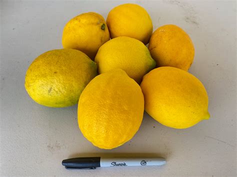 Lemon Improved Meyer Maui Native Nursery