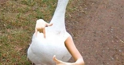 Very Funny Duck Imgur