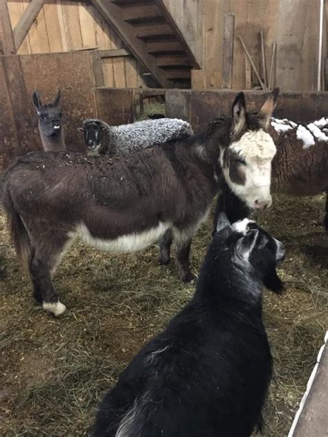 Animals in such zoos are typically gentle, domesticated baby animals like lambs, piglets, chicks, puppies, kittens, ducklings, and bunnies. Farm Petting Zoo Long Island - Animal Friends