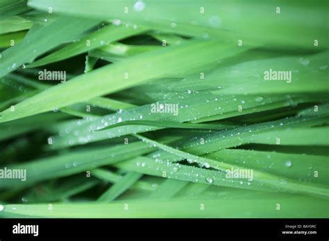 Blades Of Grass Hi Res Stock Photography And Images Alamy