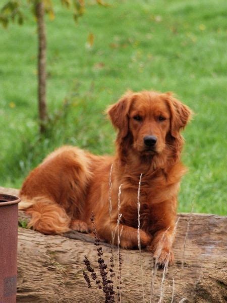 Red Golden Retrievers