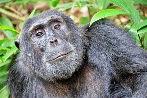 All Chimpanzees Both In The Wild And In Captivity Are Officially