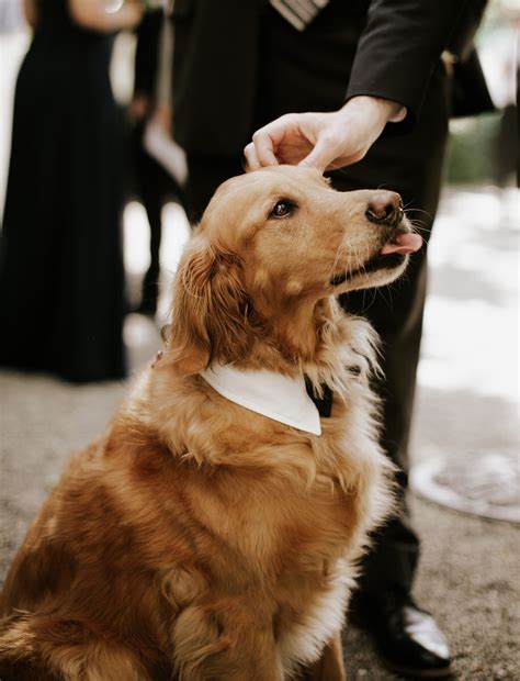 Dog Wedding Attire Dog Wedding Attire Dog Wedding Wedding Dog Collar