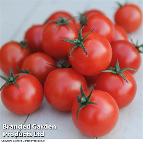 Buy Tomato Seeds Gardeners Delight Indeterminate Organic