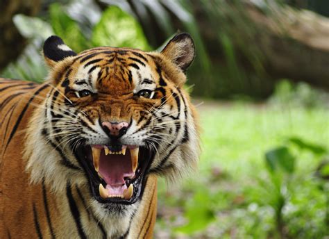 Pin By David Williams On Merricks Animal Pics Tiger Wallpaper Life
