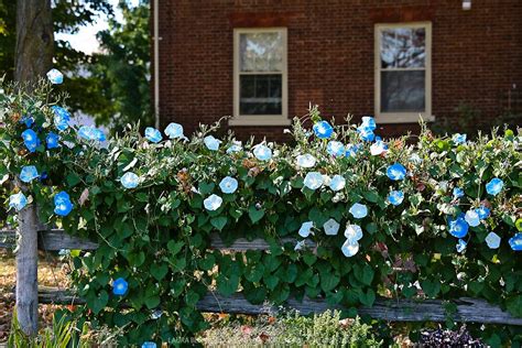 Morning Glories On A Rail Fence Front Yard Fence Design Front Yard
