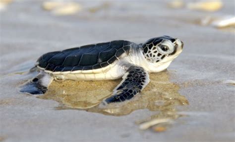 Island Conservation Endangered Green Sea Turtles Return To