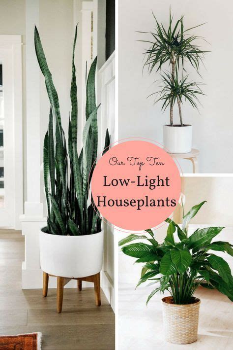 Low light houseplants that don't need direct sunlight or don't need much sun (with pictures). 10 Houseplants That Don't Need Sunlight | Plants | Indoor ...