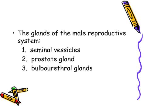 Ppt The Reproductive System Powerpoint Presentation Id295641