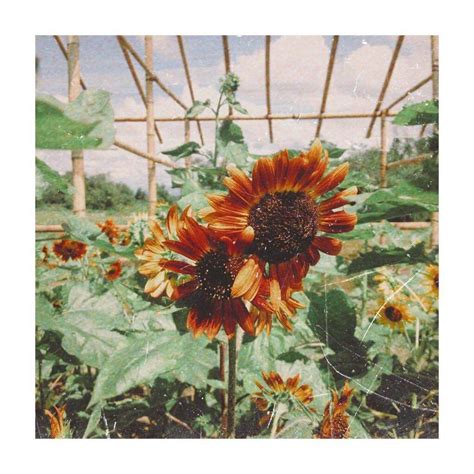 Sunflowers 🌻 On Twitter Sunflower Sunflower Fields Flowers