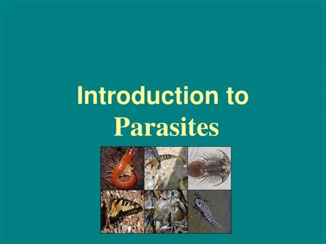 Ppt Introduction To Parasites Powerpoint Presentation Free Download Id 5510485