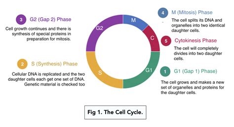 Cell Division The Cell Cycle A Level Biology Study Mind