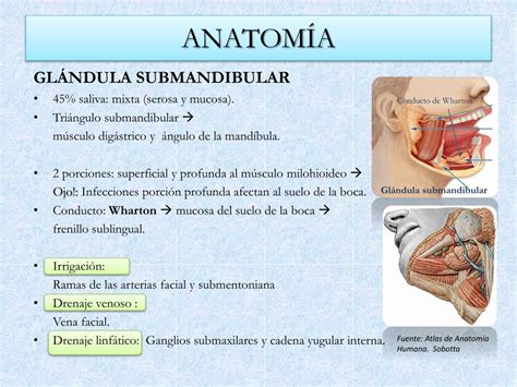 Ppt Patología De Las Glándulas Salivales Hecha Fácil Powerpoint