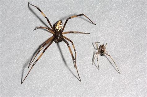 Male Black And Brown Widow Spiders Latrodectus Bugguidenet