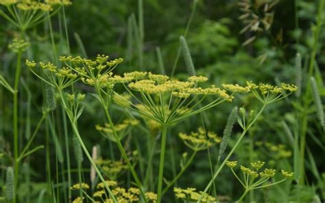 Wild Parsnip Minnesota Department Of Agriculture