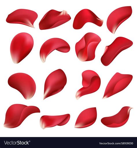Realistic Red Rose Flower Petals Isolated On White Background Vector