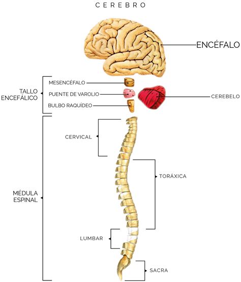 Lista Foto Dibujo Del Sistema Nervioso Central Y Sus Partes Alta Definici N Completa K K