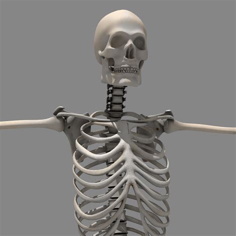 Skeleton Free 3d Model 3ds Max Free3d