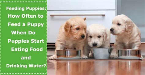 Feeding Newborn Puppies How Often To Feed A Puppy When Do Puppies