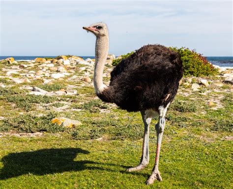 Ostrich History And Some Interesting Facts