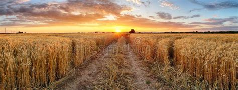 Wheat Field At Sunset Panorama Stock Image Image Of Background
