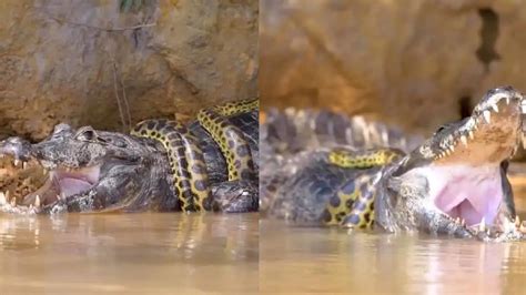 In Pics Giant Anaconda Crushes Crocodile To Death Photos Capture Its